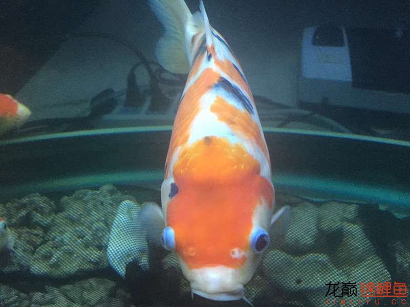 自貢觀賞魚市場路斷了可以繞道行 觀賞魚市場（混養(yǎng)魚） 第12張