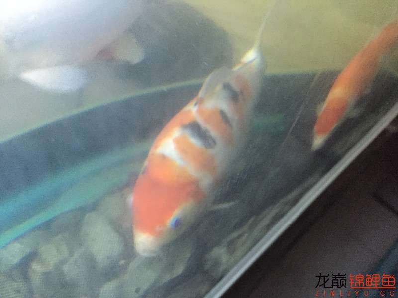 自貢觀賞魚市場路斷了可以繞道行 觀賞魚市場（混養(yǎng)魚） 第13張