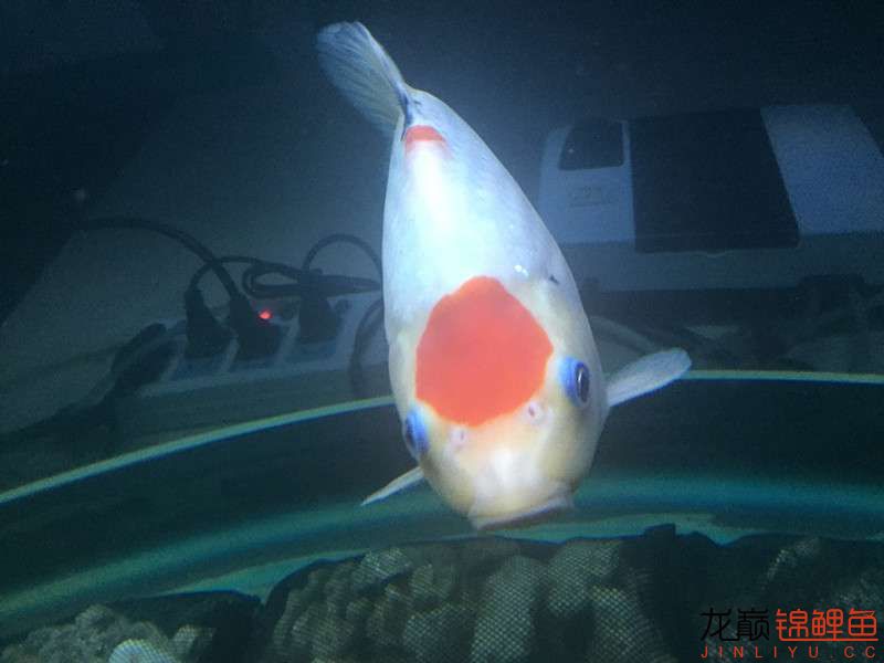 自貢觀賞魚市場路斷了可以繞道行 觀賞魚市場（混養(yǎng)魚） 第16張