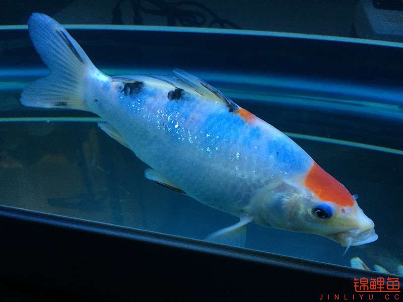 自貢觀賞魚市場路斷了可以繞道行 觀賞魚市場（混養(yǎng)魚） 第17張