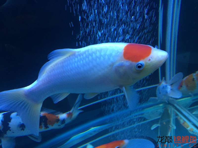 自貢觀賞魚市場路斷了可以繞道行 觀賞魚市場（混養(yǎng)魚） 第20張