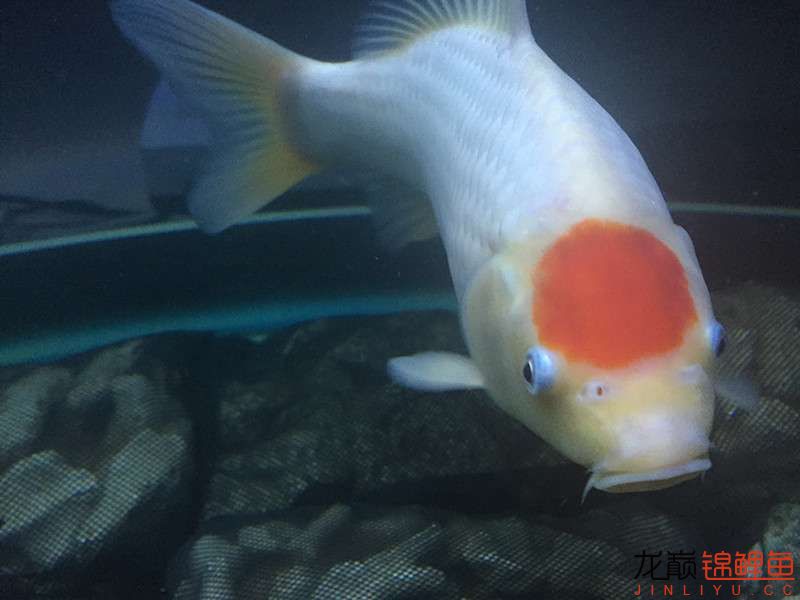 自貢觀賞魚市場路斷了可以繞道行 觀賞魚市場（混養(yǎng)魚） 第22張