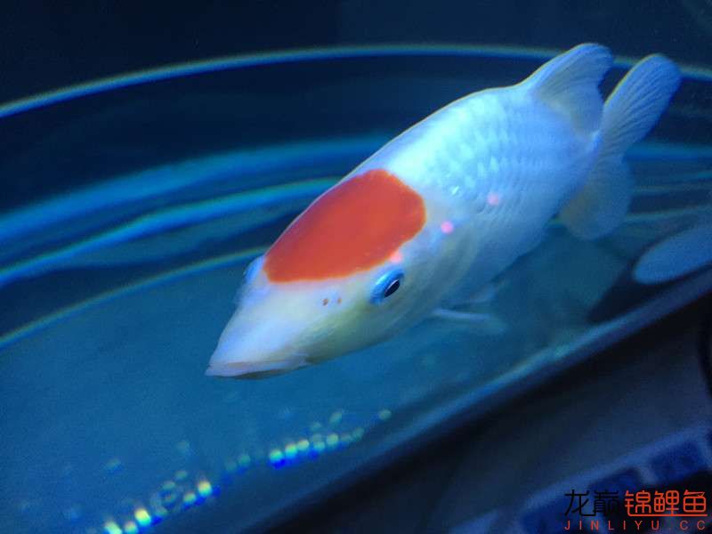 自貢觀賞魚市場路斷了可以繞道行 觀賞魚市場（混養(yǎng)魚） 第21張