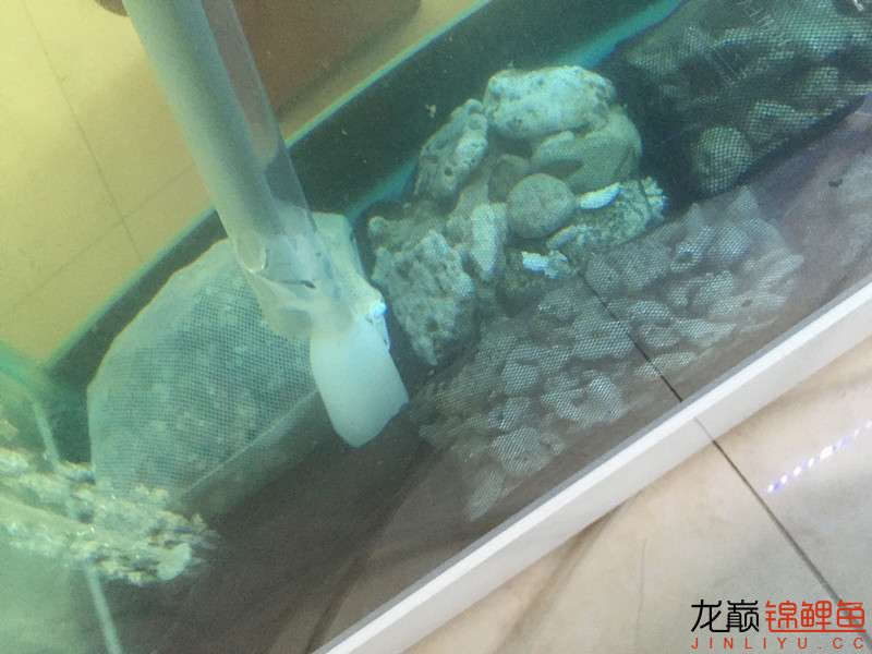 自貢觀賞魚市場路斷了可以繞道行 觀賞魚市場（混養(yǎng)魚） 第24張