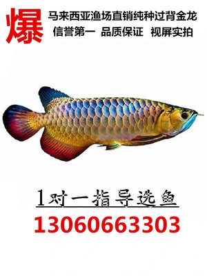 原生境內(nèi)的燕尾 祥禾Super Red紅龍魚 第7張