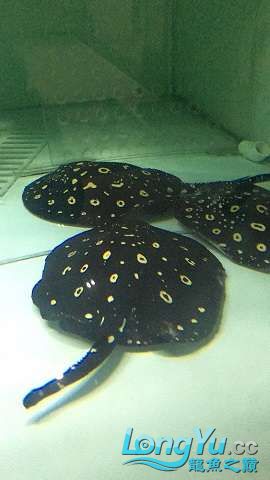 阿里水族館野生皇冠種魚(yú)2公4母 觀賞魚(yú)市場(chǎng) 第3張