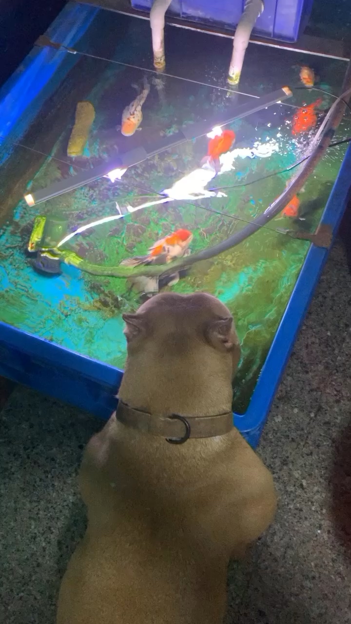 隴南水族館牛飲 名貴錦鯉魚 第1張