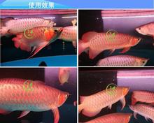 11月27 黃金貓魚 第6張