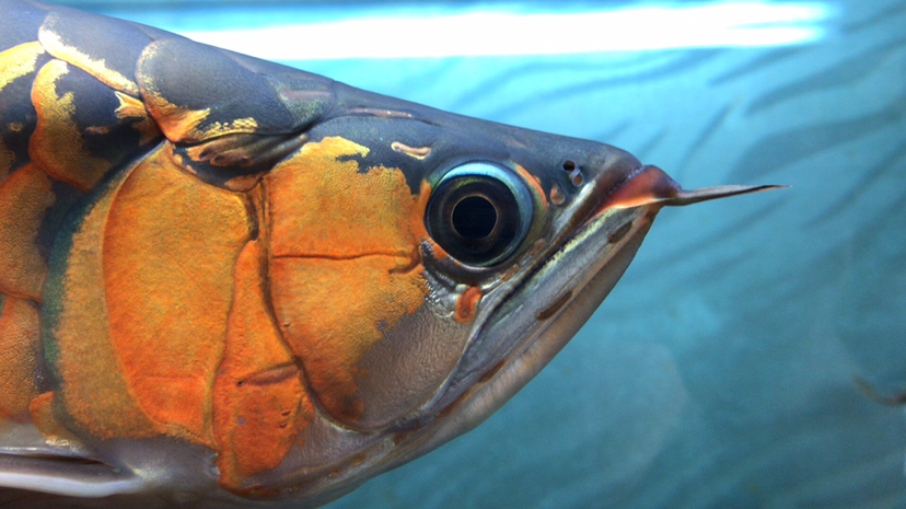 文山壯族苗族自治州水族館好久沒上來聊聊了