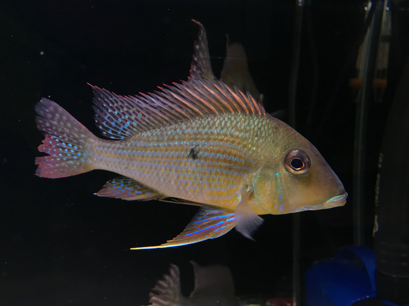 池州水族館黃紋關(guān)刀 和尚魚 第4張