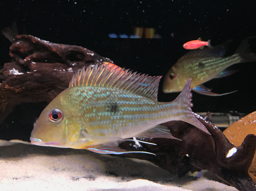 池州水族館黃紋關(guān)刀