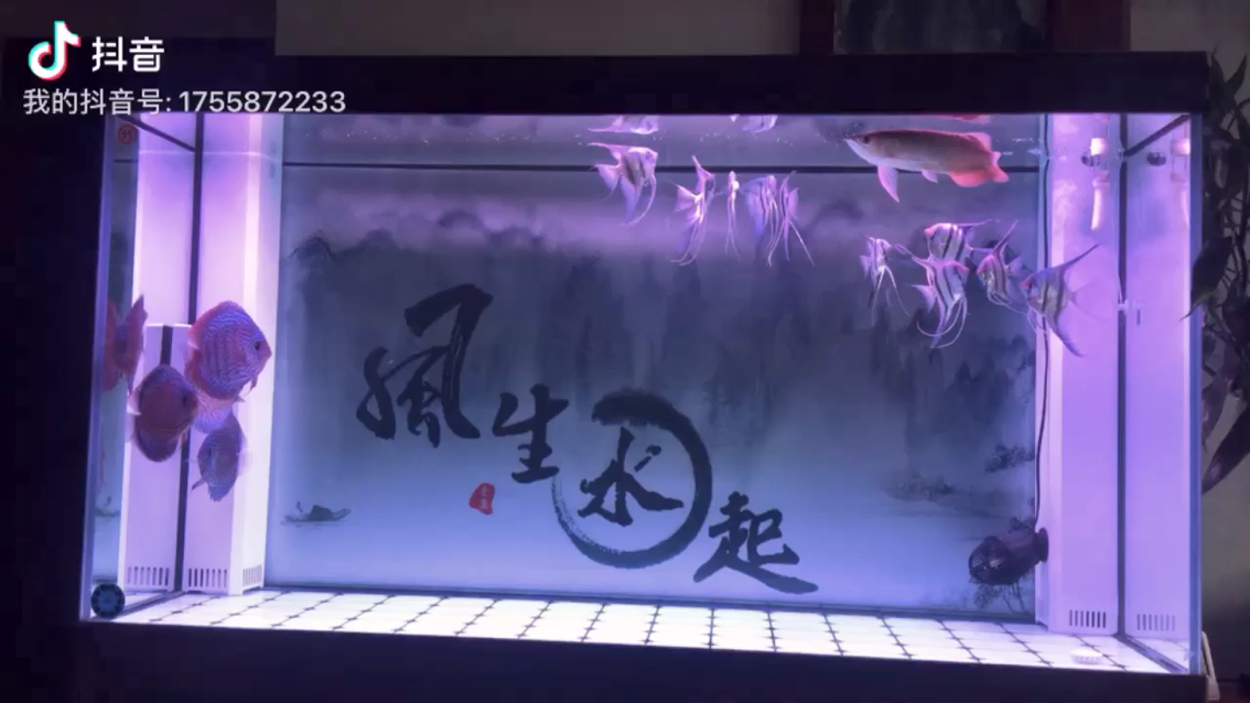 閑來無聊 白化火箭魚 第1張