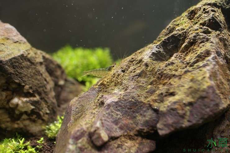 洛陽水族館大愛