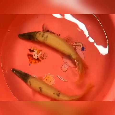 好奇不但害死貓也會害死魚