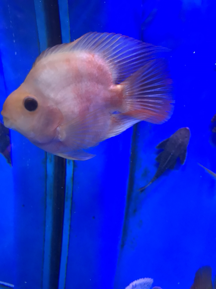 大興安嶺水族館有誰(shuí)見(jiàn)過(guò)？ 狗頭魚 第3張