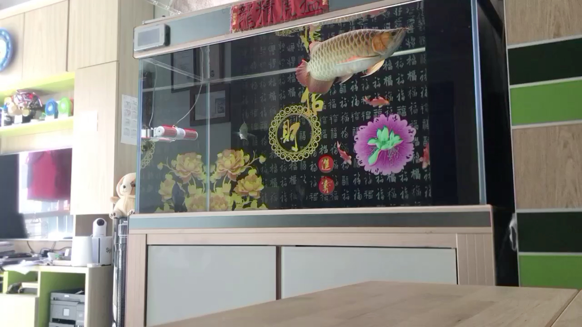 大同水族館每天每月每年的陪伴令我生活充實(shí)