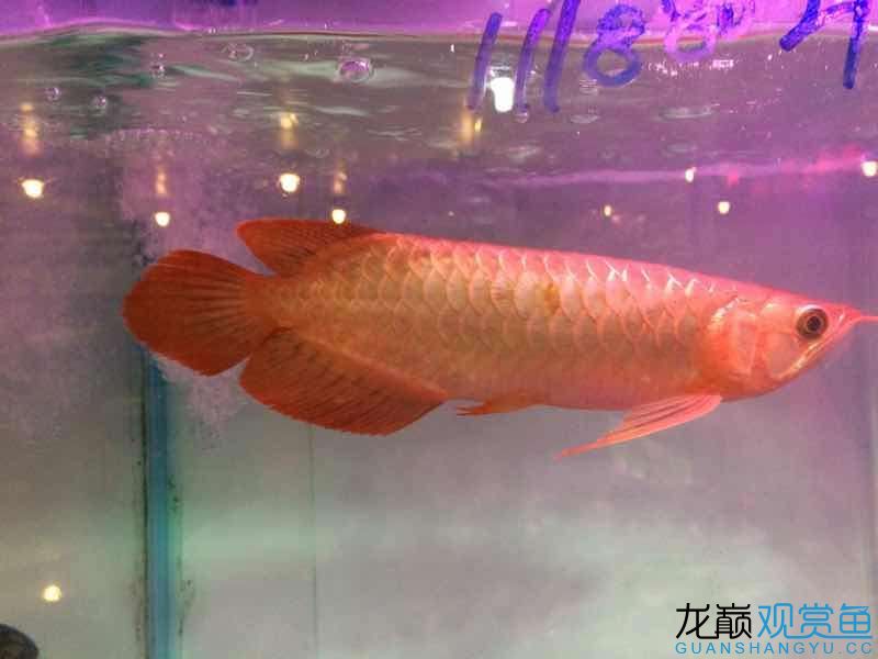 荊州觀賞魚市場請幫忙看一下這小紅龍好不好長大紅嗎 觀賞魚市場（混養(yǎng)魚） 第7張