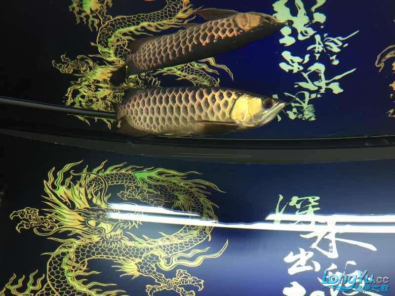 古典1個(gè)814年7月 恐龍王魚(yú) 第7張