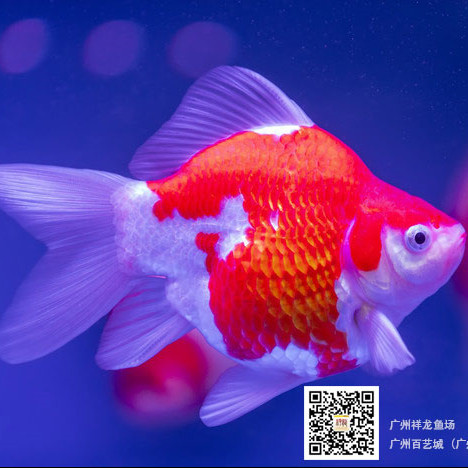 給魚友對的紅馬羅漢魚實體現(xiàn)魚