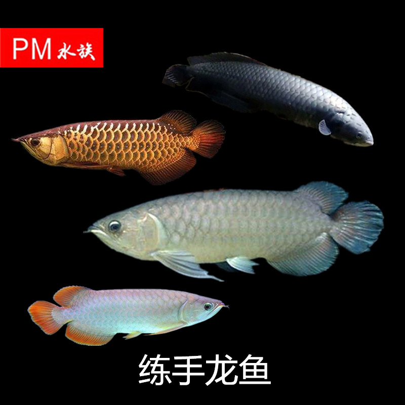 又是失眠夜 黃金眼鏡蛇雷龍魚 第3張