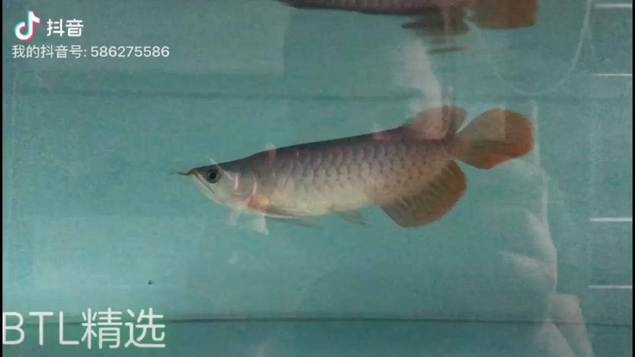 好魚好水 豹紋夫魚苗