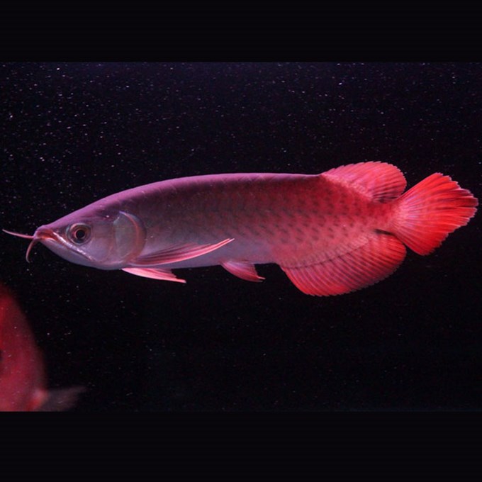 小陳水族館 財(cái)神鸚鵡魚 第2張