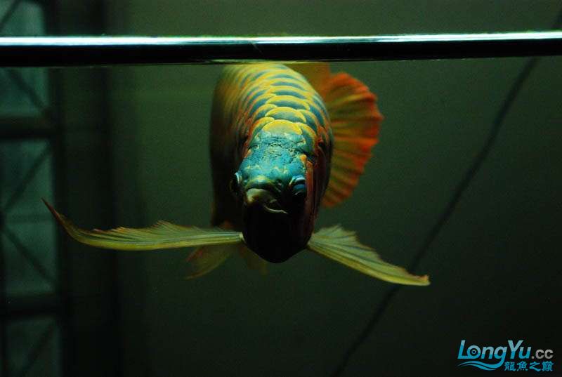 長春水族館這廝胸鰭是真長