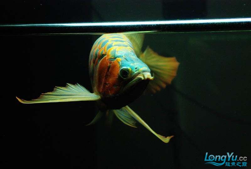 長(zhǎng)春水族館這廝胸鰭是真長(zhǎng) 粗線銀版魚(yú) 第11張