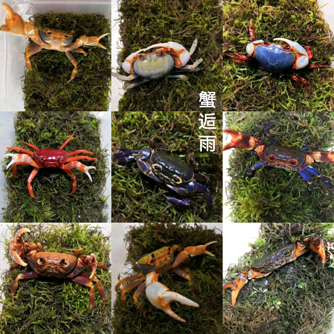 溫州觀賞魚市場(chǎng)深夜誘惑 觀賞魚市場(chǎng)（混養(yǎng)魚） 第1張