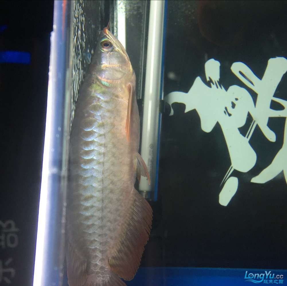 老陳家紅龍 黑桃A魚(yú) 第4張