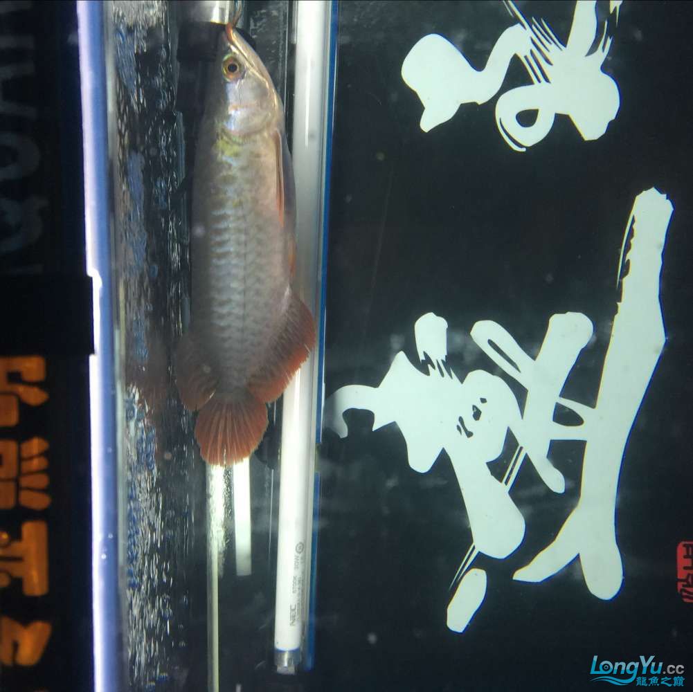 老陳家紅龍 黑桃A魚(yú) 第5張