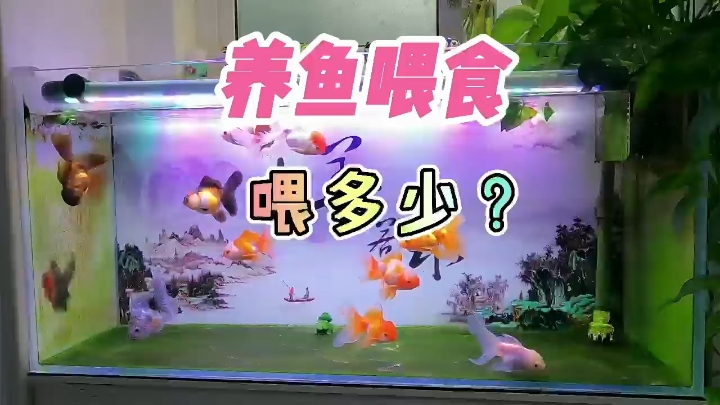 克拉瑪依觀賞魚市場(chǎng)養(yǎng)魚多久喂一次食喂多少這下明白了 觀賞魚市場(chǎng)（混養(yǎng)魚） 第1張