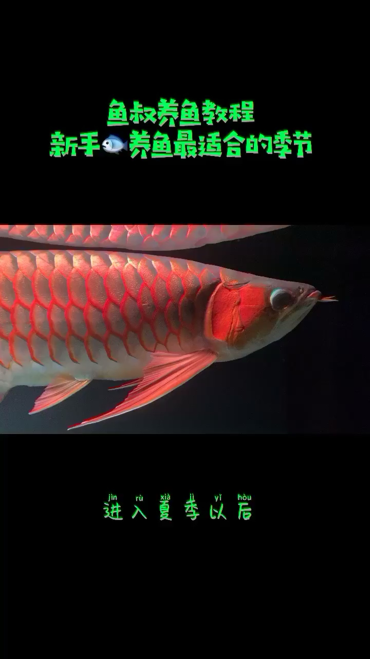 漢中觀賞魚(yú)市場(chǎng)養(yǎng)龍魚(yú)最適合的季節(jié)你知道嗎？