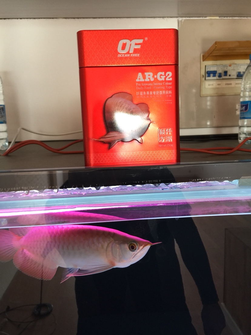 龍魚什么飼料好呢？