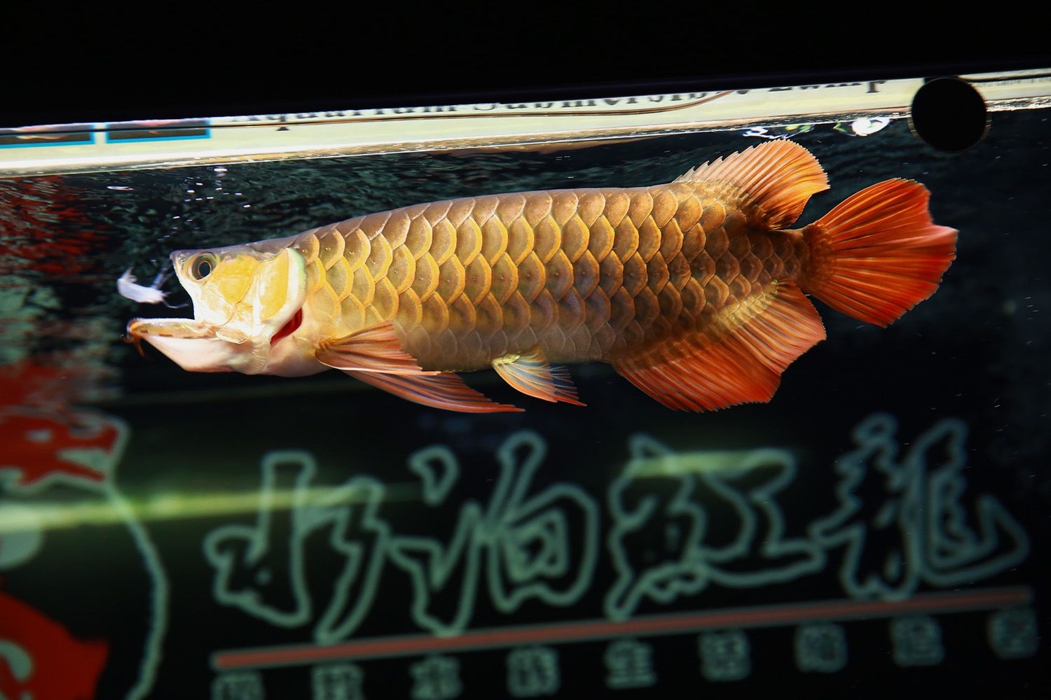 九宮格來一波 超血紅龍魚 第6張