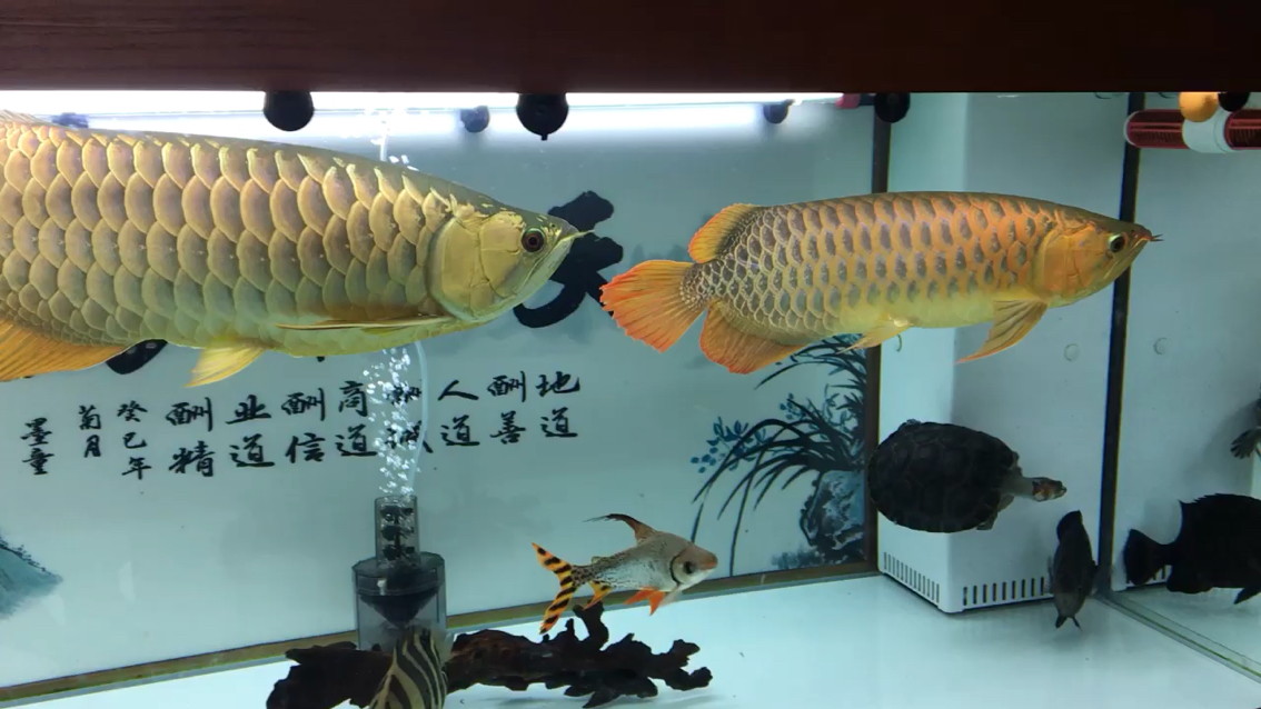 魚友上岸了兩年紅龍50+紅龍混養(yǎng) 祥禾Super Red紅龍魚 第1張