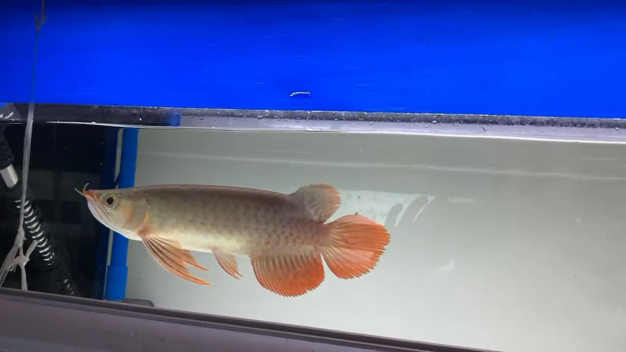 魚缸定制定做0魚缸定制定做觀賞魚0水族批發(fā)市場0水族批發(fā)市場 觀賞魚水族批發(fā)市場 第1張