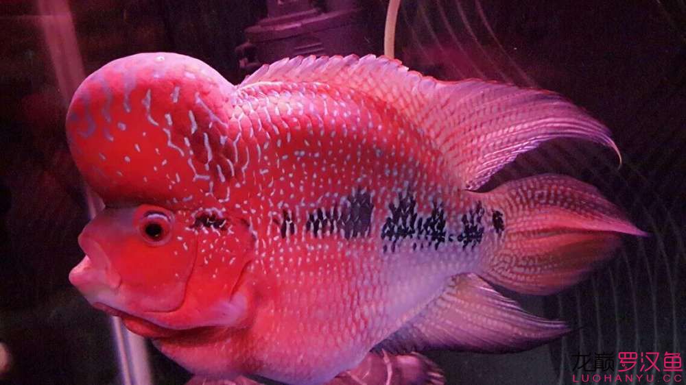 無錫水族館贏明峰水族菩提飼料美羅小啰啰 和尚魚 第1張