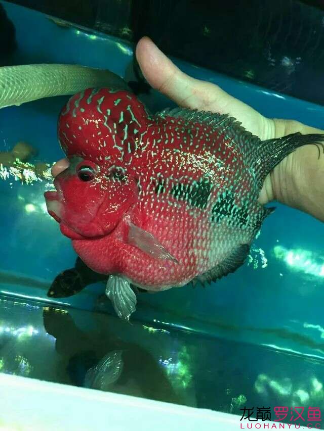 無錫水族館贏明峰水族菩提飼料美羅小啰啰 和尚魚 第2張