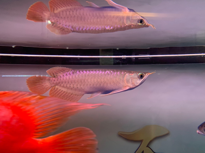 雙鴨山水族館賽季紅龍