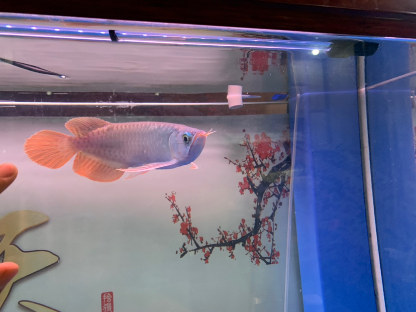 雙鴨山水族館賽季紅龍 帝王三間魚 第4張