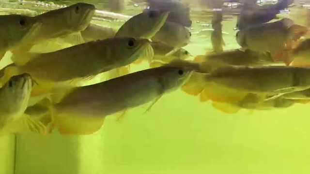 秦皇島水族館一夜雨 三間鼠魚 第3張