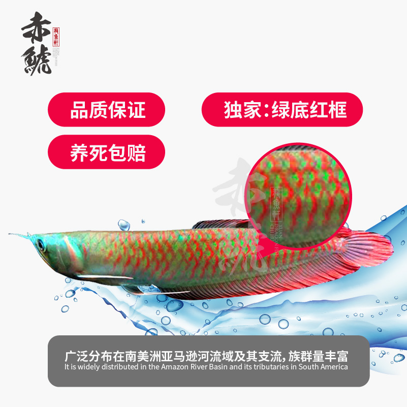 自貢觀賞魚市場(chǎng)一個(gè)魚友的愛(ài)魚