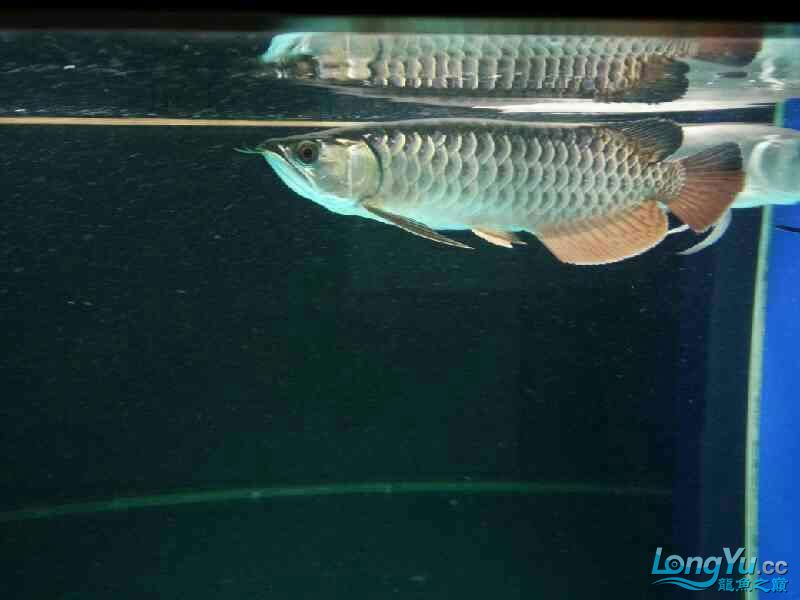 雨夜賞魚 非洲金鼓魚 第4張