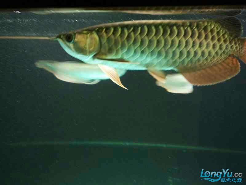 雨夜賞魚 非洲金鼓魚 第8張