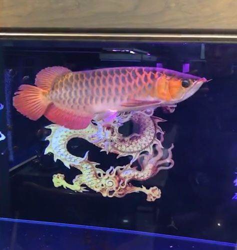 恩施土家族苗族自治州水族館嗮魚啦 紅白錦鯉魚 第4張