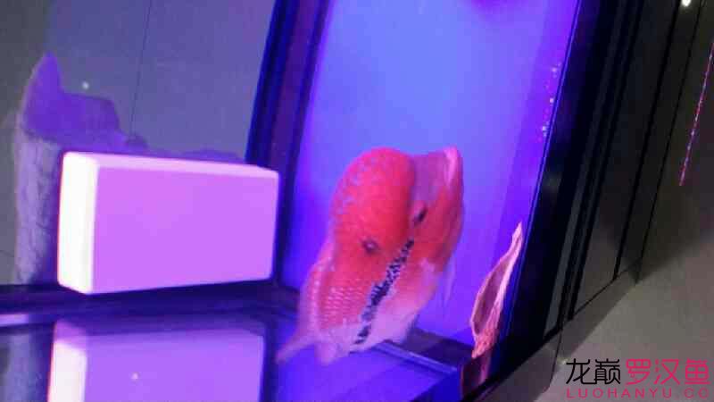 畢節(jié)水族館觀察3天小解 印尼虎苗 第3張