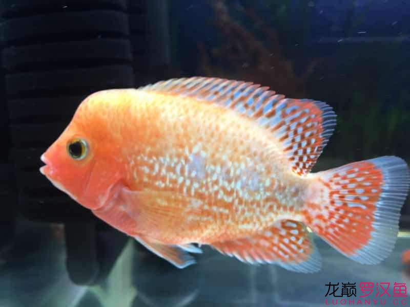 各位魚(yú)友給推薦一款小羅飼料 龍鳳鯉魚(yú) 第1張