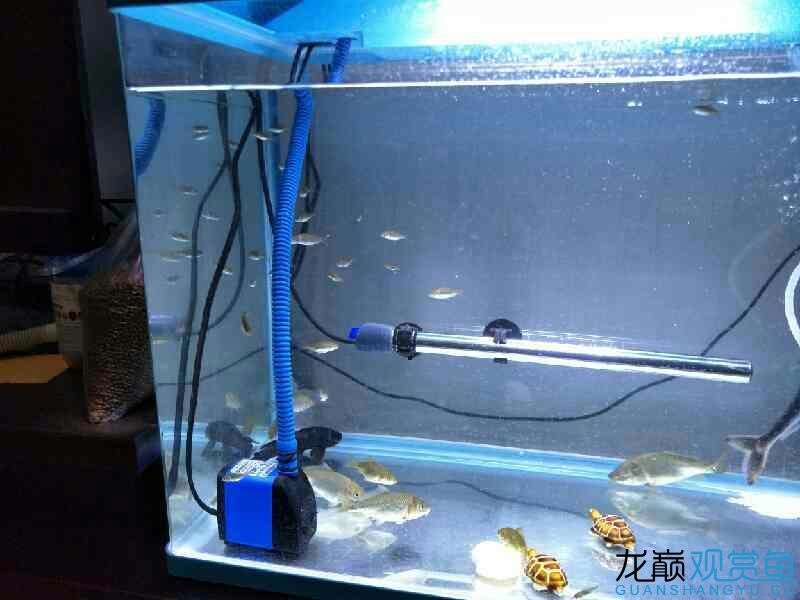 宜賓觀賞魚市場(chǎng)自己撈的魚