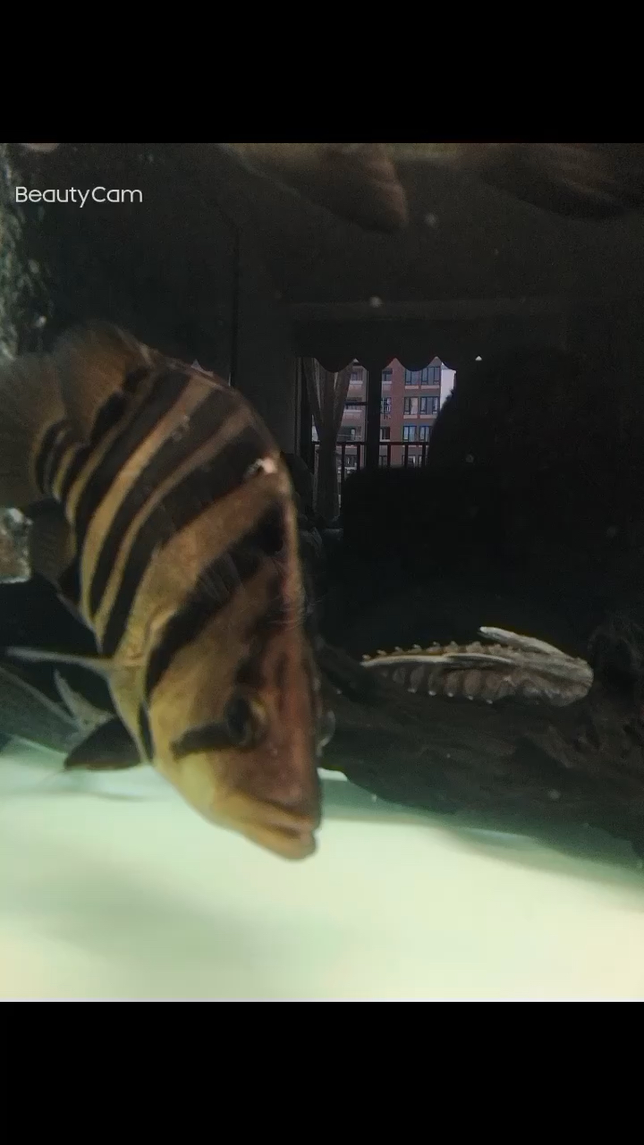 方塊四紋虎魚